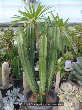 &amp;quot;선인장