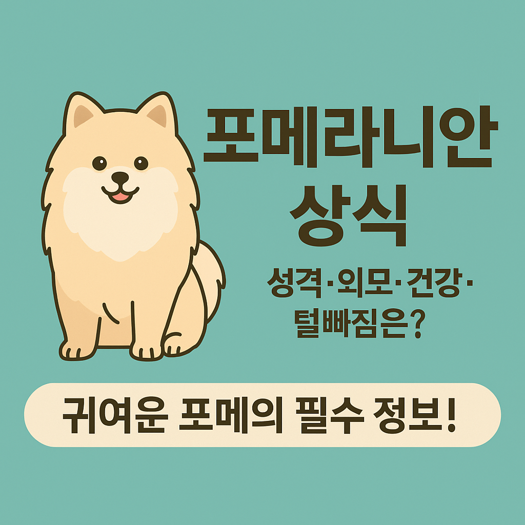 작지만 강한 매력, 포메라니안 상식 총정리!
