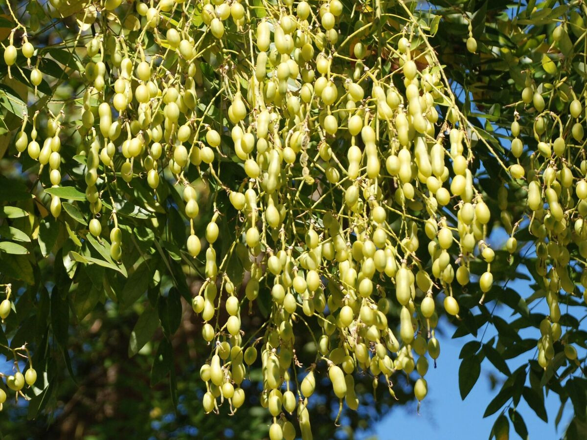 회화나무 열매 효능