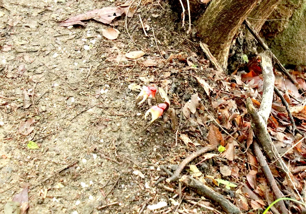 구낙구지 안내판 인근에서 만난 실제 만난 '도둑게'.