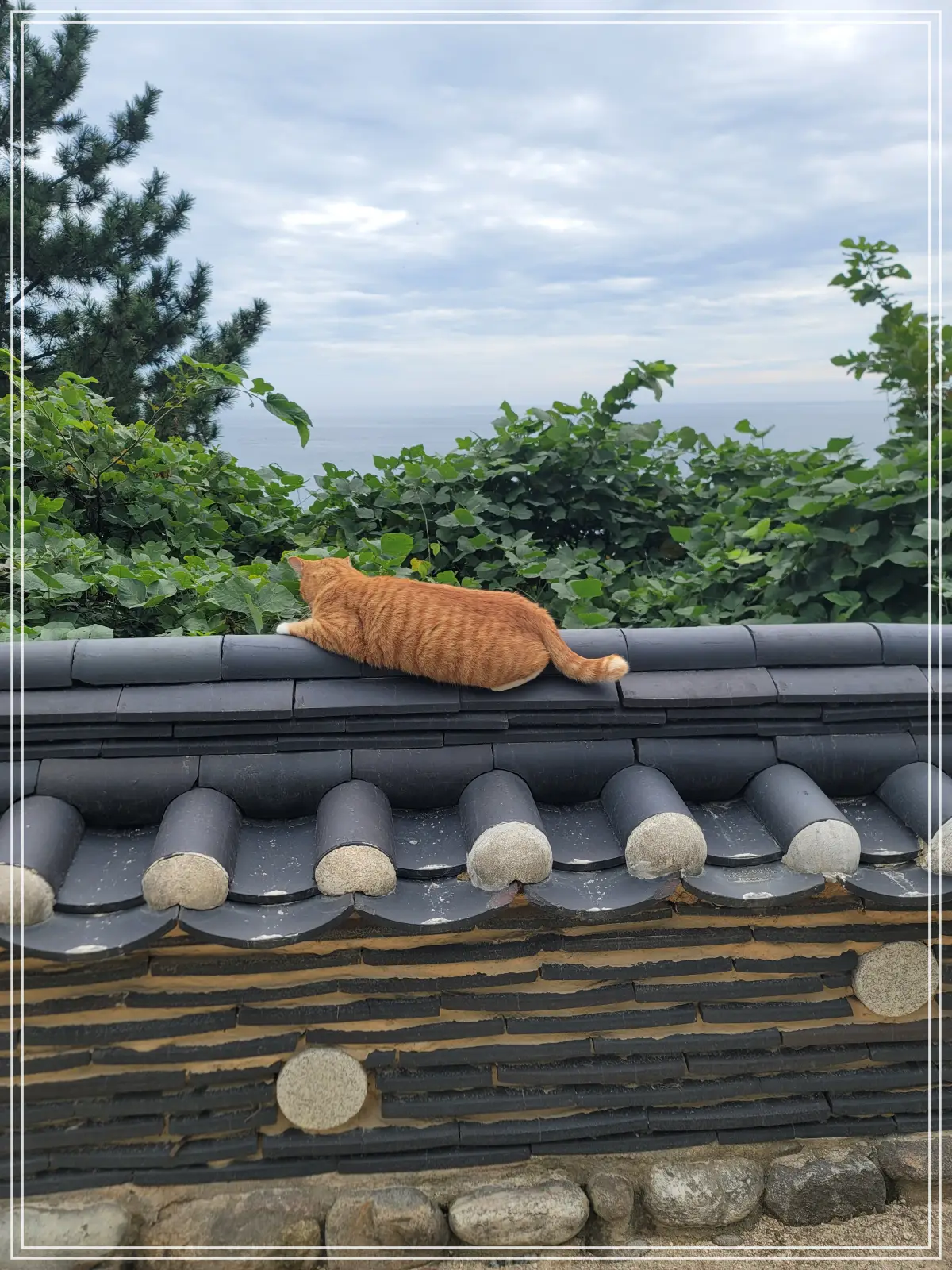 양양-낙산사-의상대주차장-담장-고양이