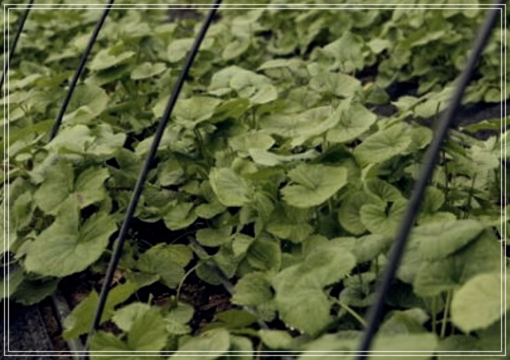 곰취의 효능에 대한 모든 것