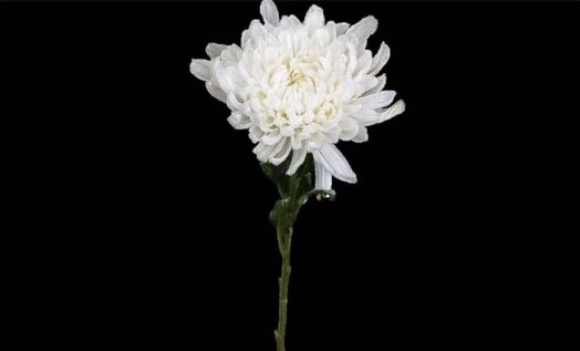 죽음을 일상처럼 마주한 공간 - 암스테르담 장례 박물관(Museum Tot Zover)