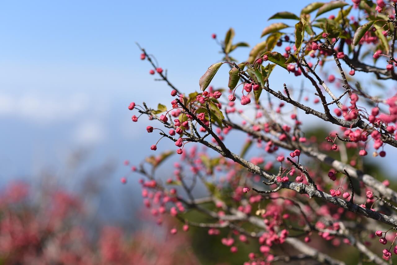 한라산 탐방 코스 완전 정리! 난이도별 추천 코스 비교 꿀팁