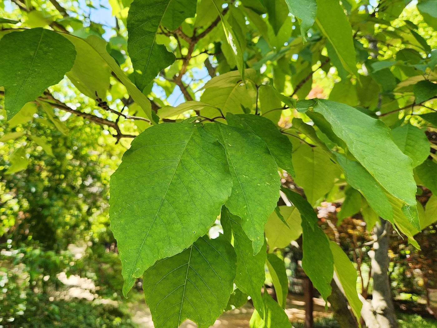 중국물푸레나무