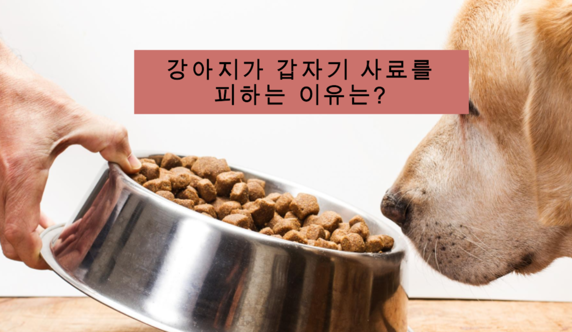 사료를 거부하는 강아지