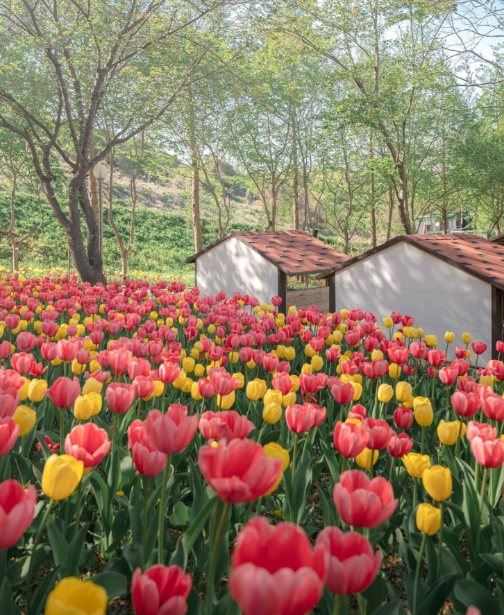 피나클랜드 수목원 튤립축제