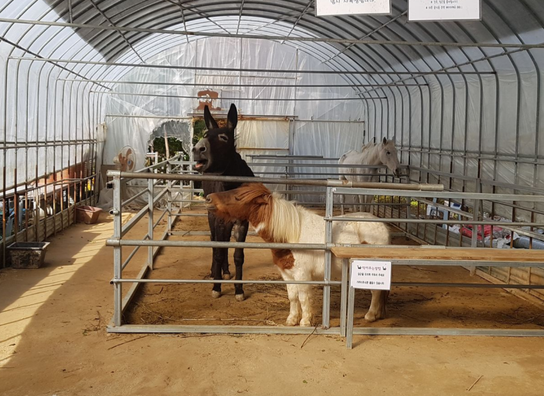 동물가족빌리지