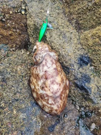 갑오징어 제철 시기 요리 레시피 황금레시피_29