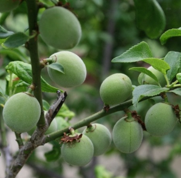 매실 효능과 부작용 고르는법 칼로리