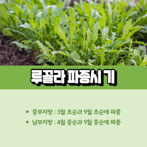 루꼴라_파종시기