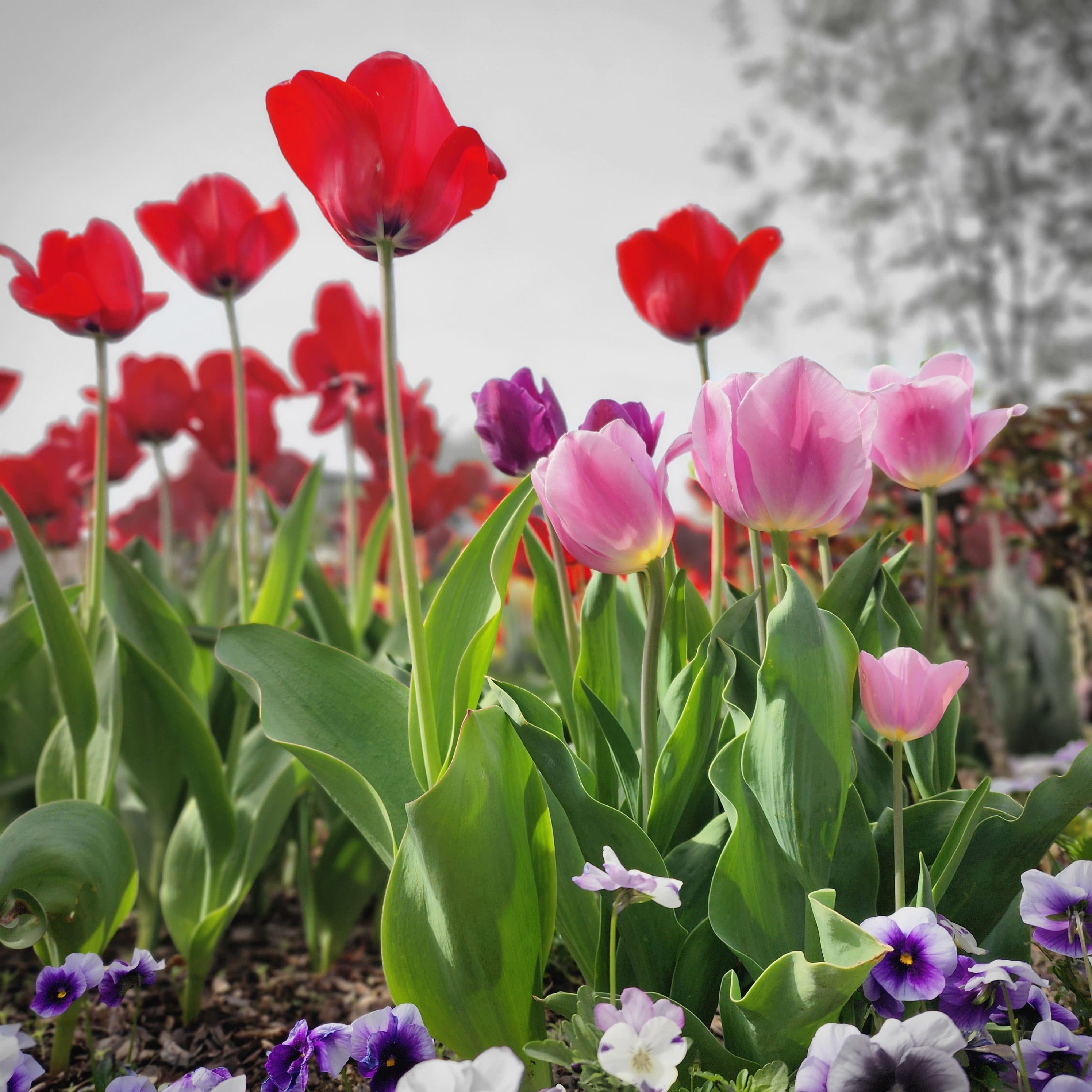 Tulipa gesneriana L.