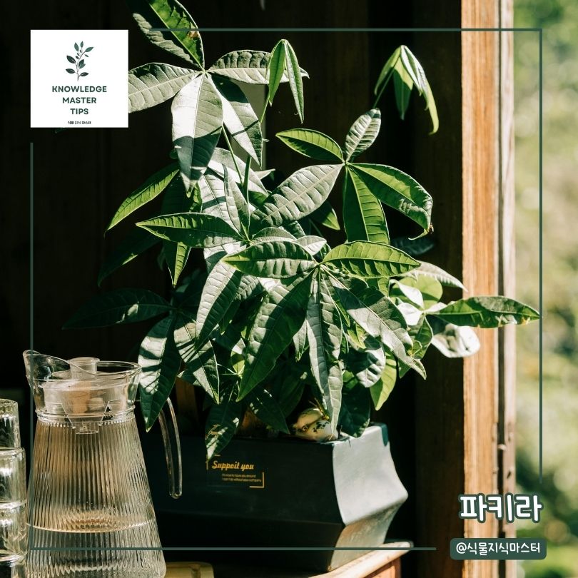 실내용 나무, 파키라