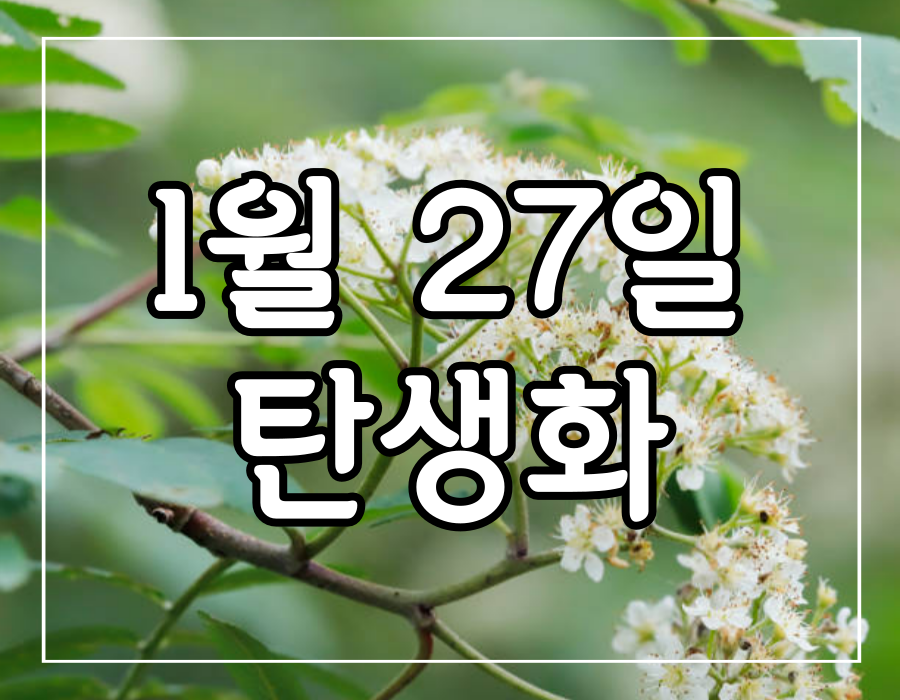 이 이미지는 1월 27일 탄생화 마가목에 대한 포스팅의 대표 이미지입니다.