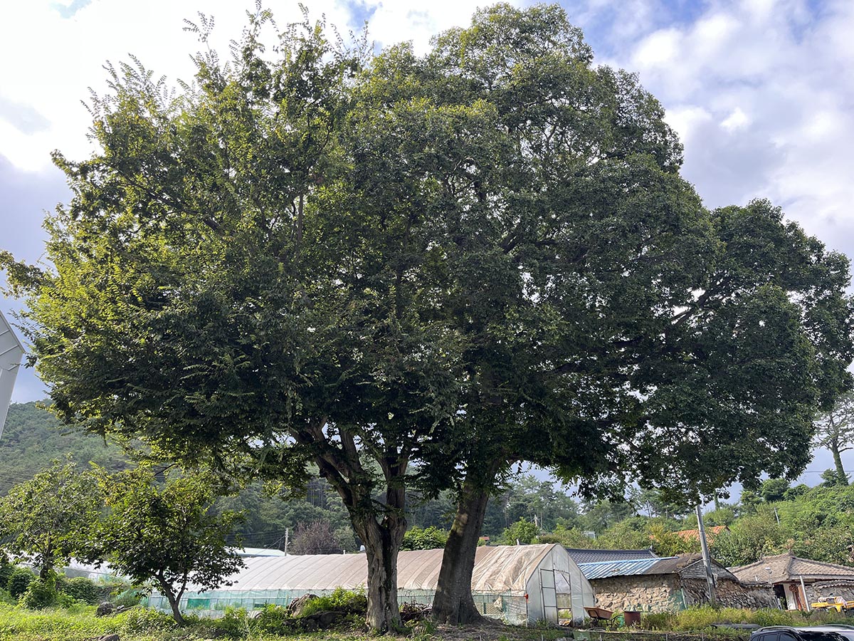 아틀리에 은유재