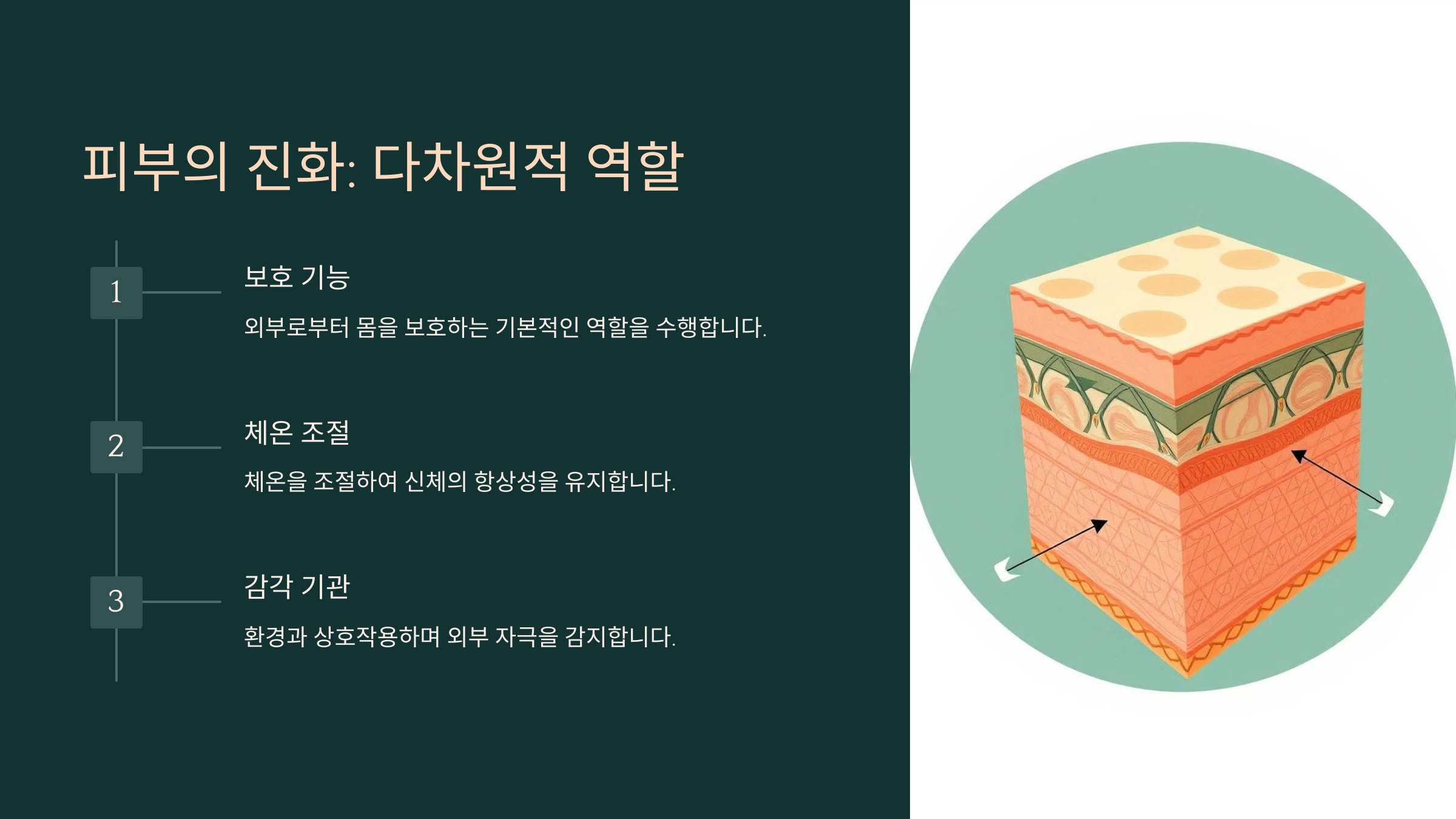 피부의 진화: 다차원적 역할