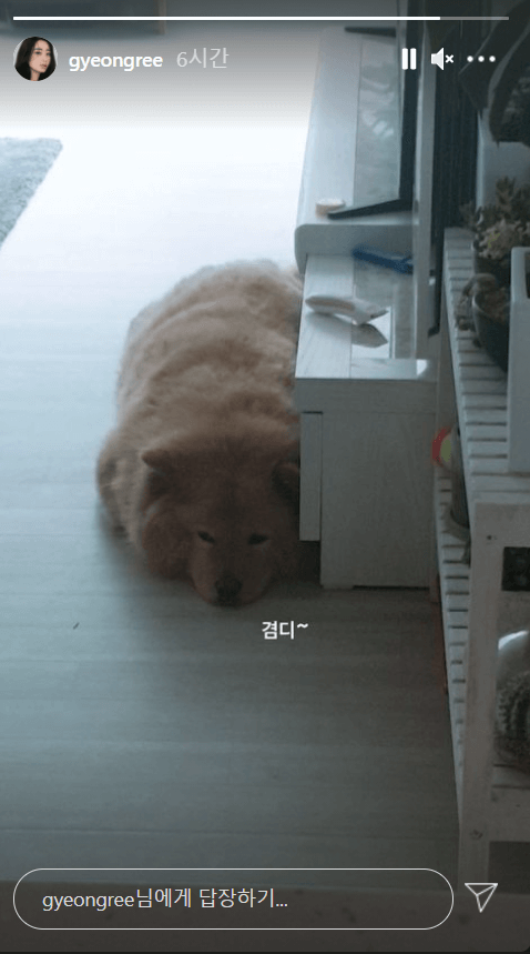 경리-반려견-사진