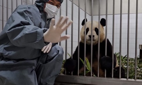 푸바오의 작별인사