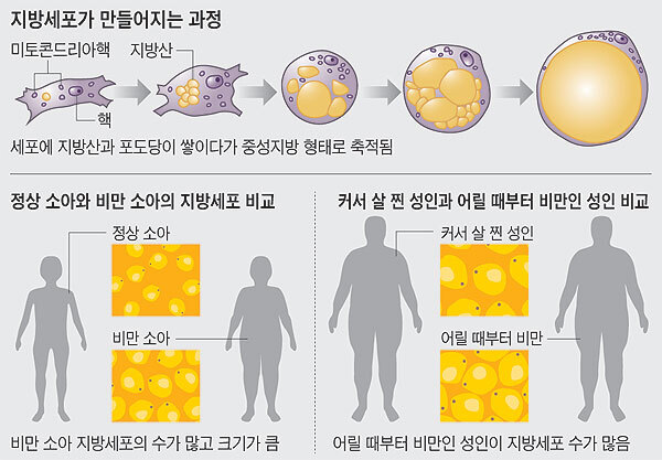지방세포가 만들어지는 과정
