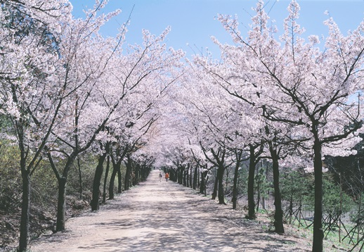 벚꽃 명소