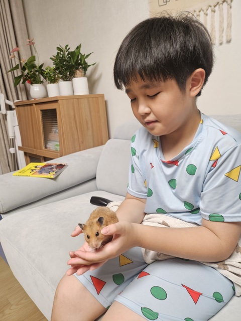 골든햄스터 핸들링