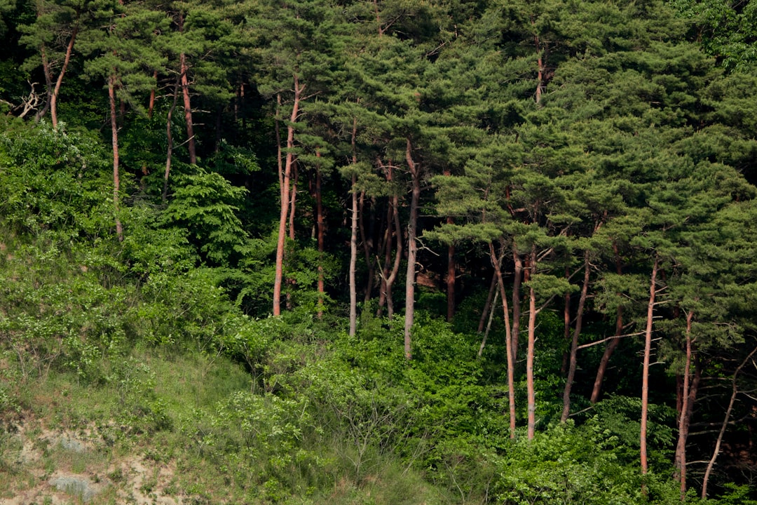 Jeongeup