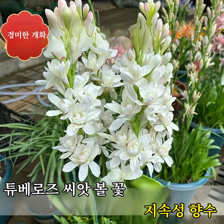 튜베로즈 씨앗 꽃 피우기 계절별 관리법 병충해 예방_4