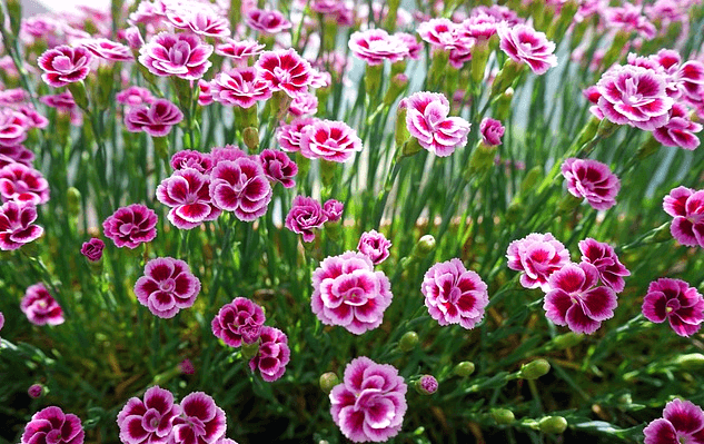 자주색 꽃들이 가득 피어있다. 아주 작은 카네이션이다.