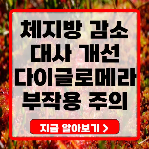 다이글로메라 효과 및 부작용 총정리