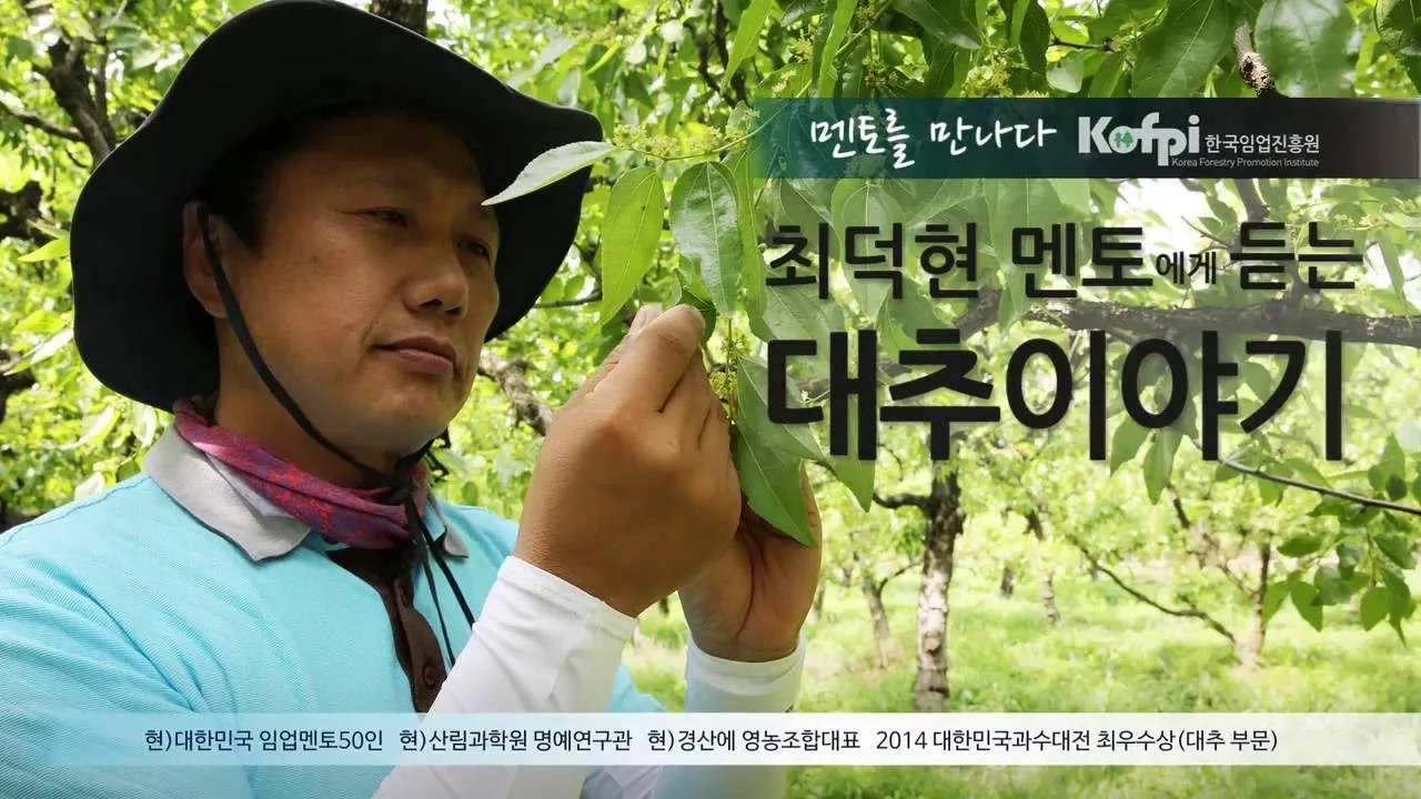 대추 재배 개화기 관리 봉지 씌우기 열매 터짐 예방_1