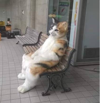 고양이가 싫어하는 냄새