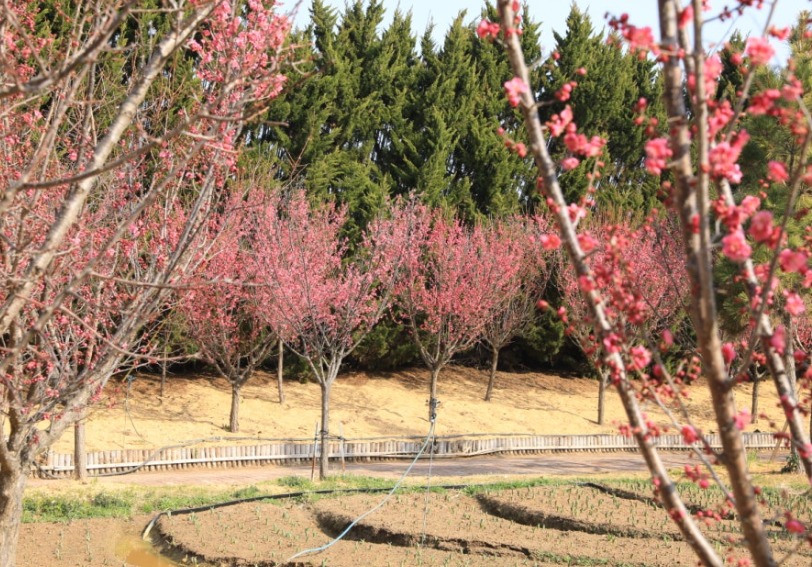 신안 제1회 홍매화축제1