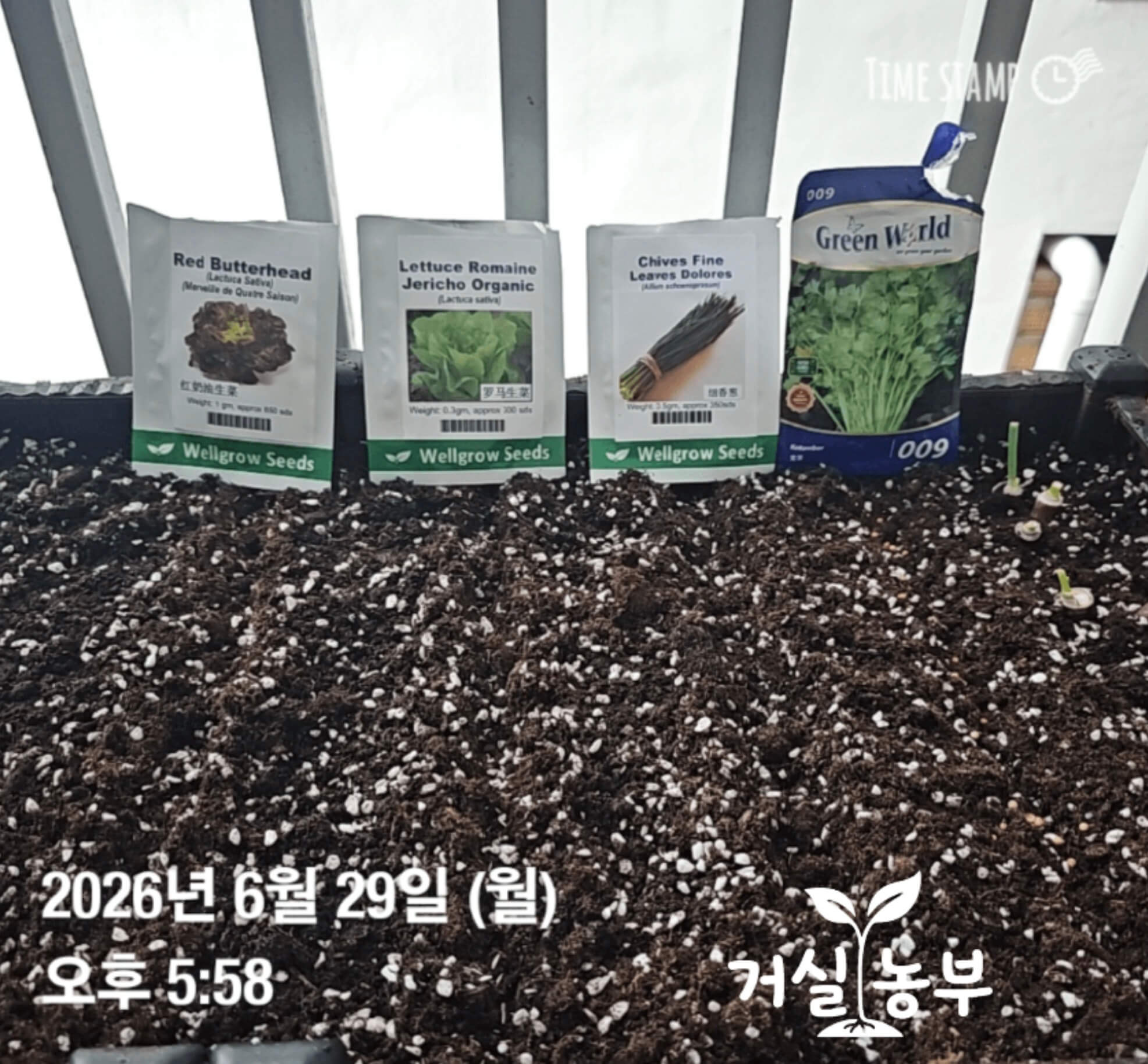 베란다 화분에 적상추 로메인 부추 고수 씨앗을 줄지어 파종한 모습