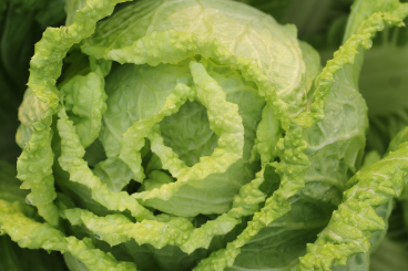 가격 비교&amp;#44; 괴산 절임배추 20kg 직거래로 최저가 예약 1