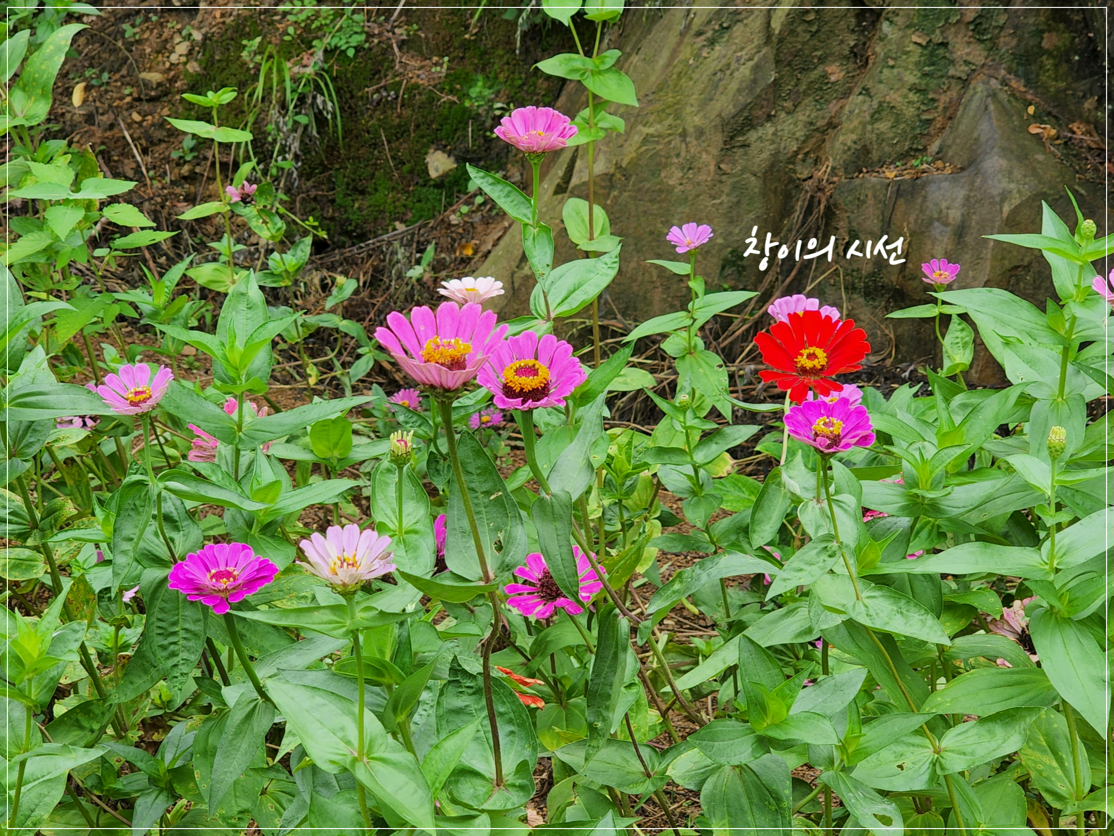 여름꽃, 백일홍, 꽃말