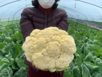 컬리플라워 재배 정식 후 관수 방풍 대책 영양 관리_3