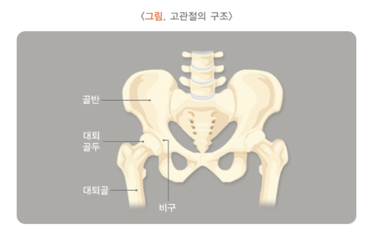 고관절 구조