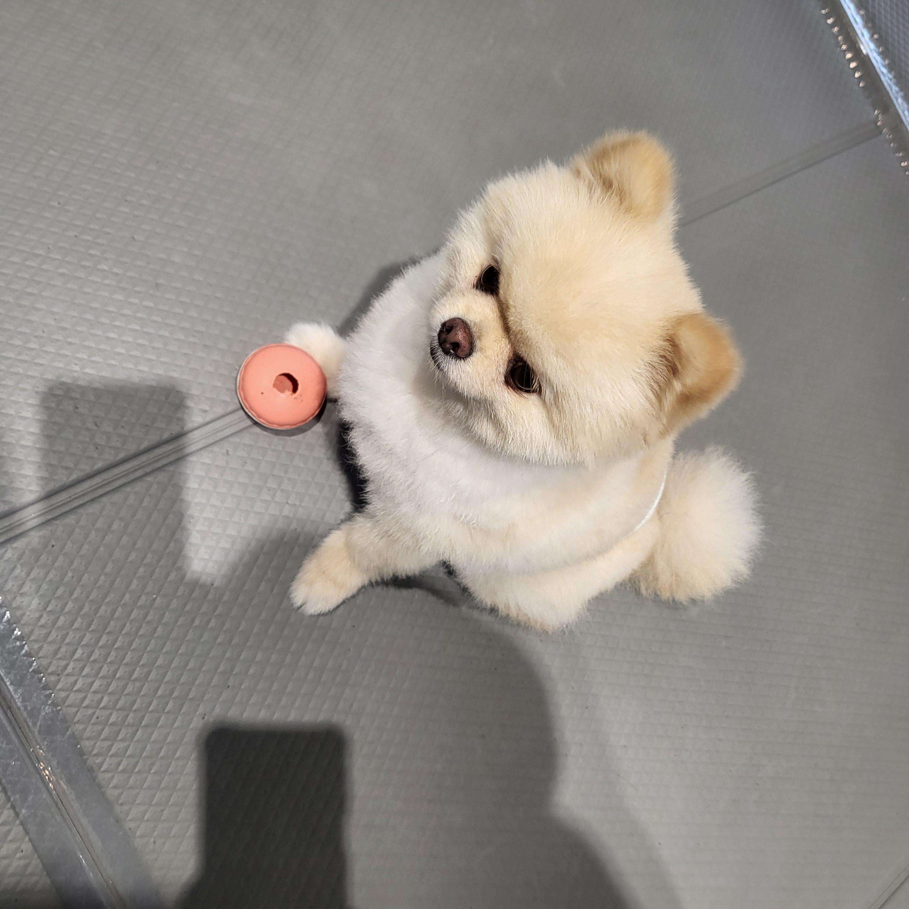 울산 애견 카페(딩동댕 애견카페)