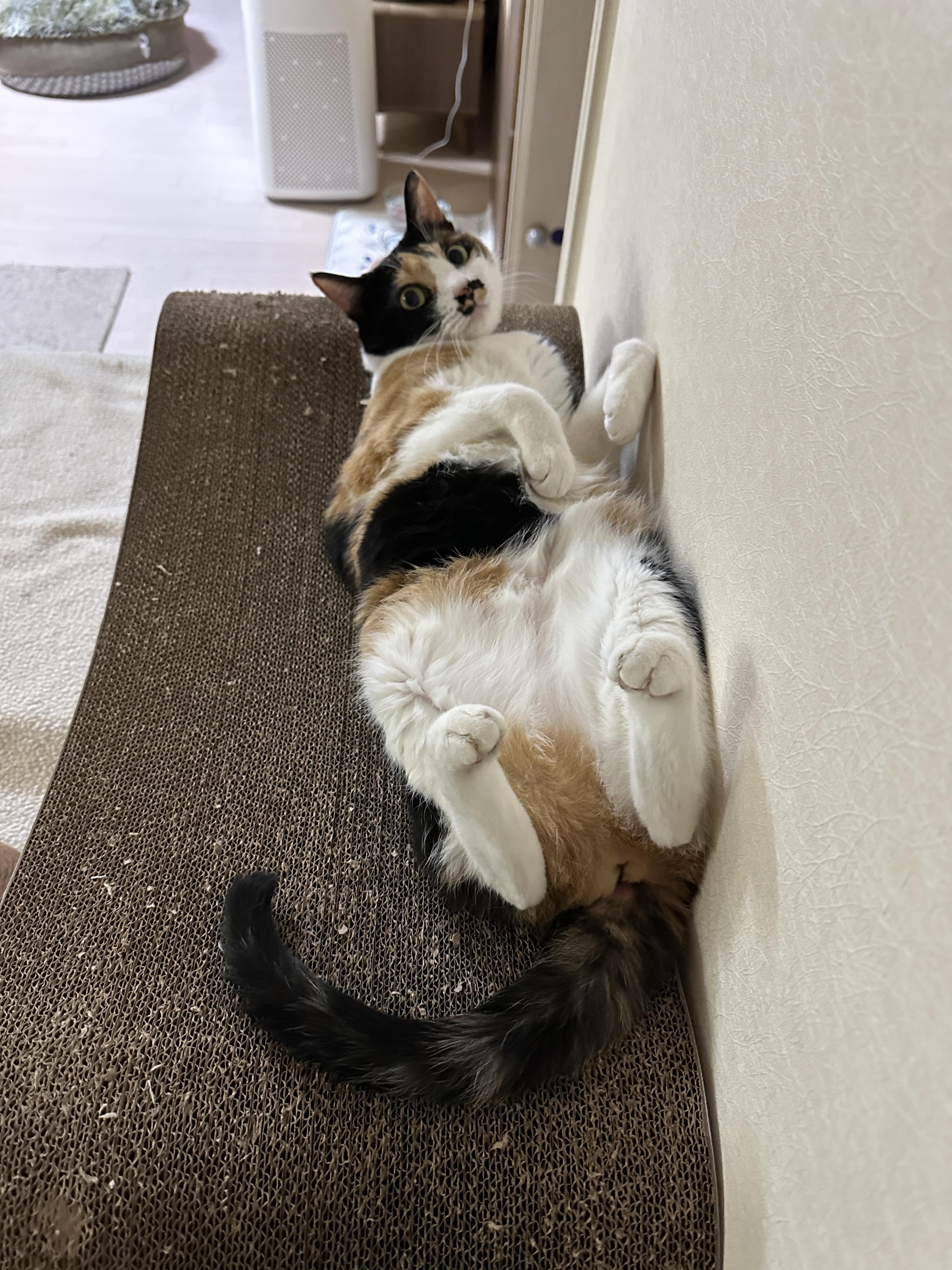 발라당_누워서_사진_찍는_엄마를_쳐다보는_삼색냥이_다다