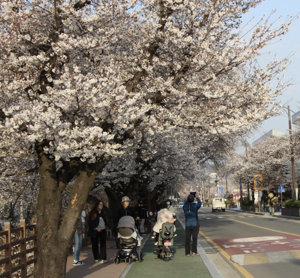 벚꽃 개화시기 2025년&amp;#44; 3월 벚꽃 축제 알아보기 
