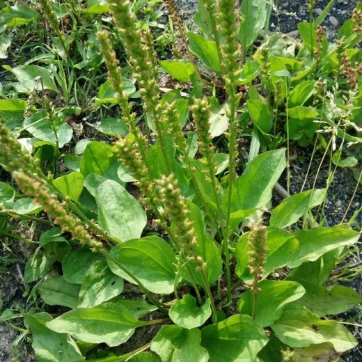 plantain 8
