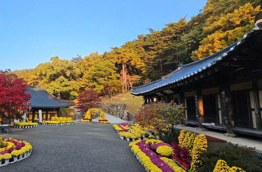 도리사