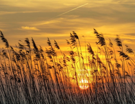 가을에 피는 꽃 종류 갈대