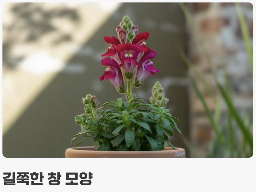 길쭉하고 단정한 잎사귀