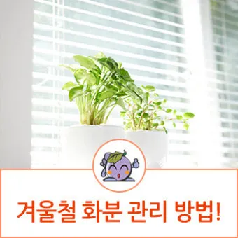 화분 겨울철 관리 난방건조 습도유지 물주기간격 조절 식물등보조_9