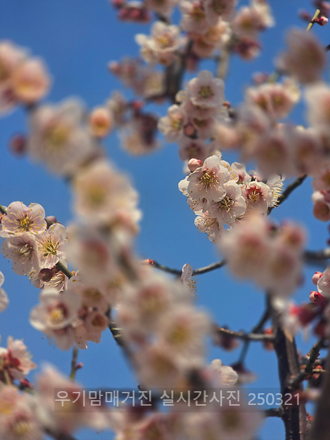 광양매화축제 실시간