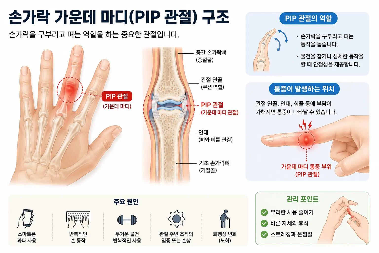 손가락 가운데 마디 관절 구조