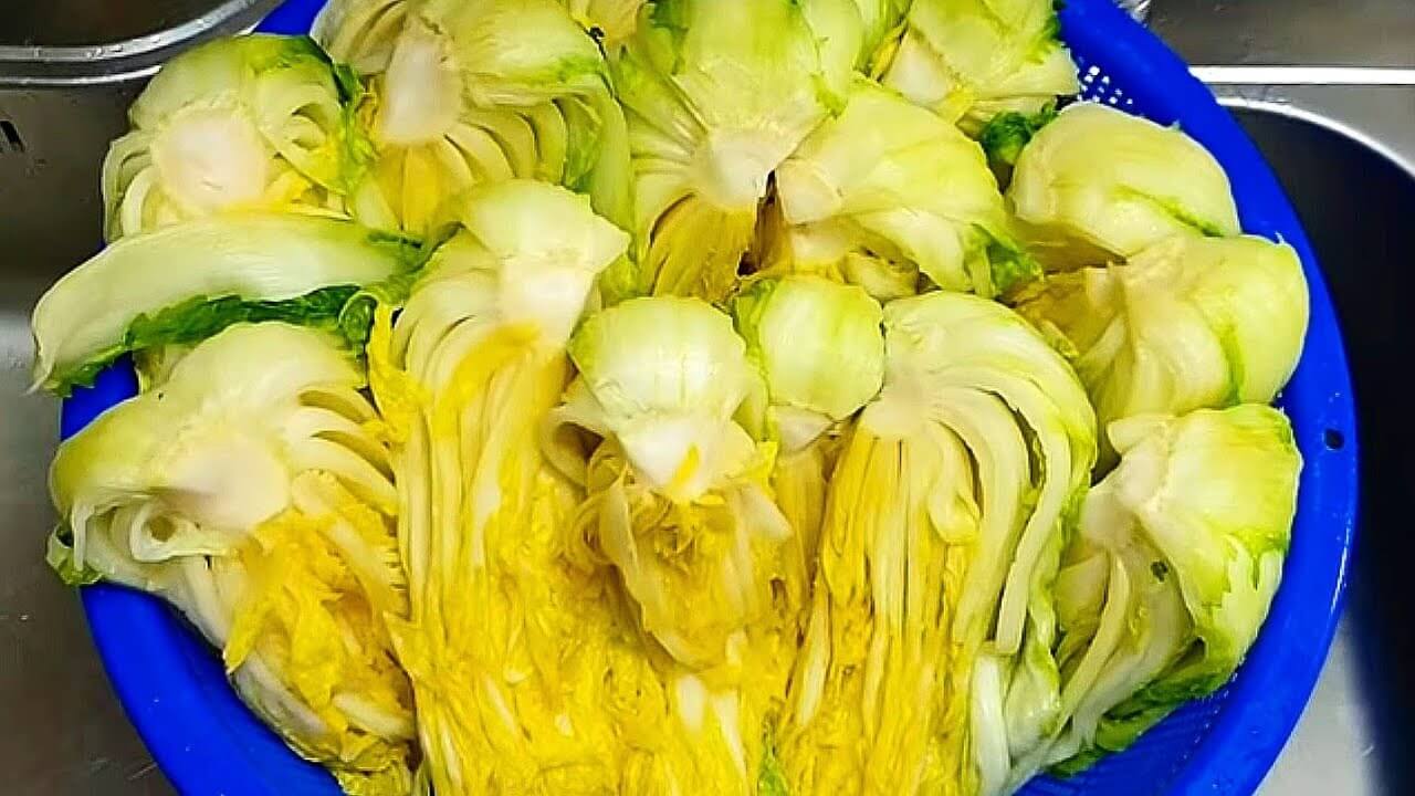 김장배추 재배 작물환경