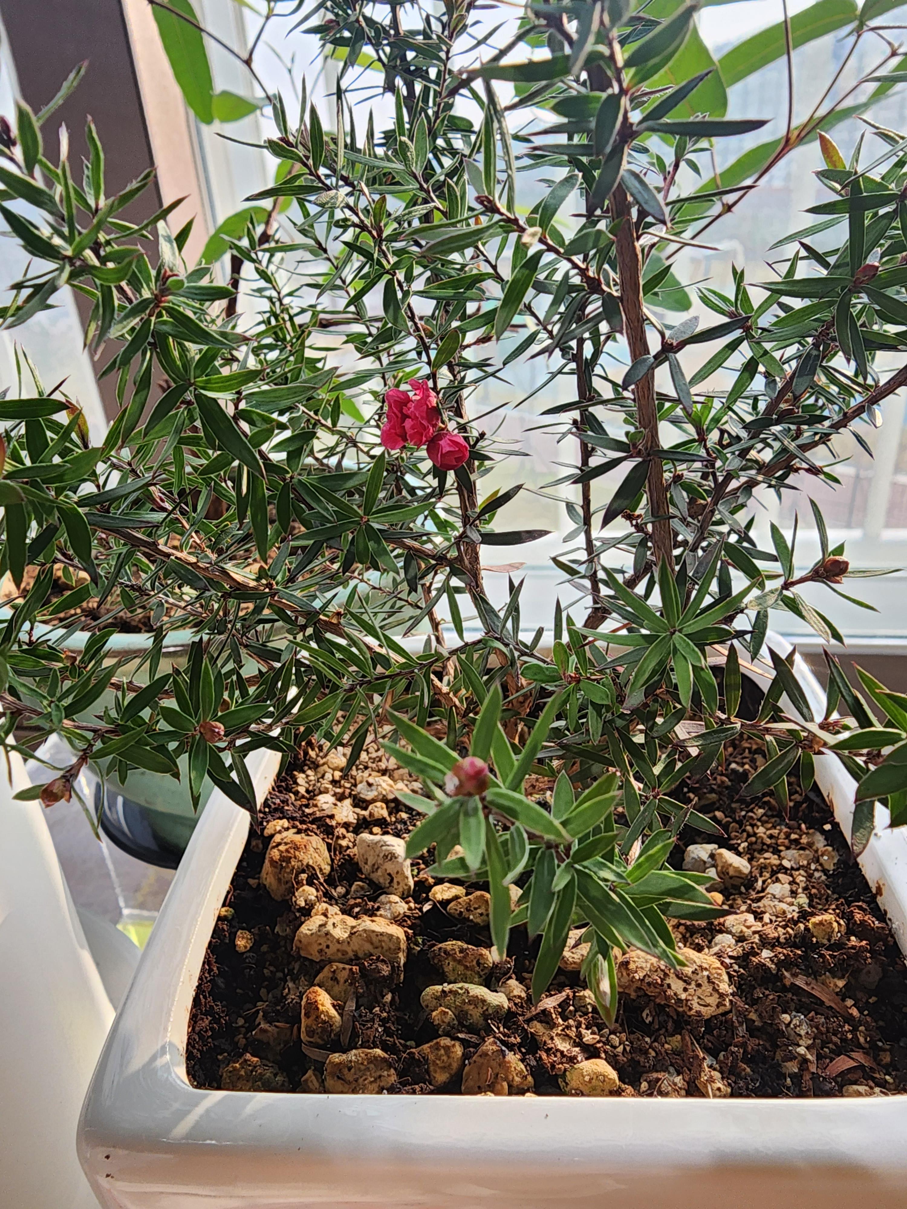 꽃망울이 펼쳐지고 있는 호주매화