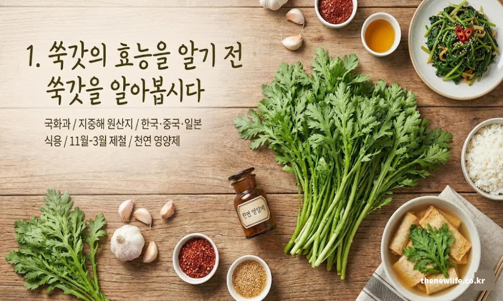 쑥갓의 효능과 함께 기본 정보 및 유래와 기원을 설명하는 이미지